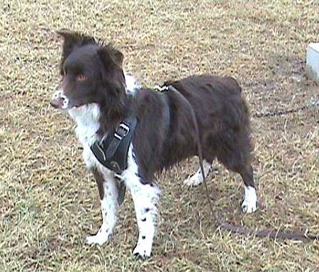 *Joey wearing our exclusive Agitation / Protection / Attack Leather Dog Harness Perfect For Your Australian Shepherd H1