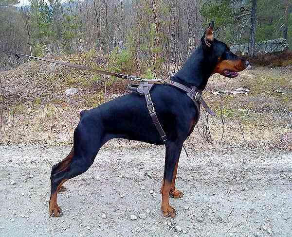 *Katya wearing our Agitation / Protection / Attack Leather Dog Harness H1