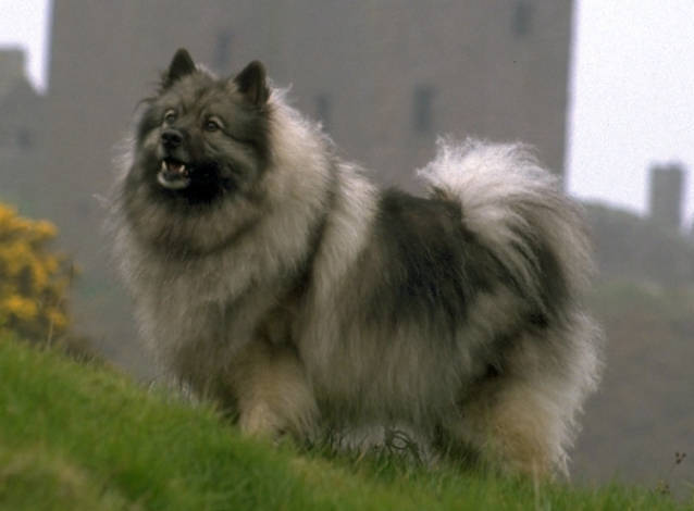 Keeshond Wire Basket Dog Muzzles Size Chart - Keeshond muzzle