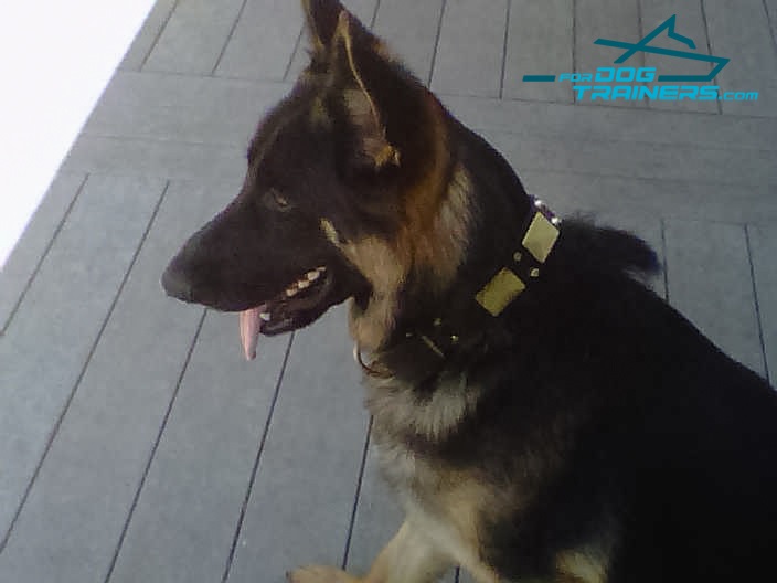 *Kino Presents his Vintage War Style Leather German Shepherd Collar