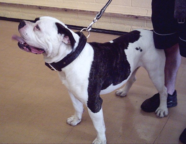 Exclusive Design 2 Ply Leather Pitbull Collar with Elegant Braiding