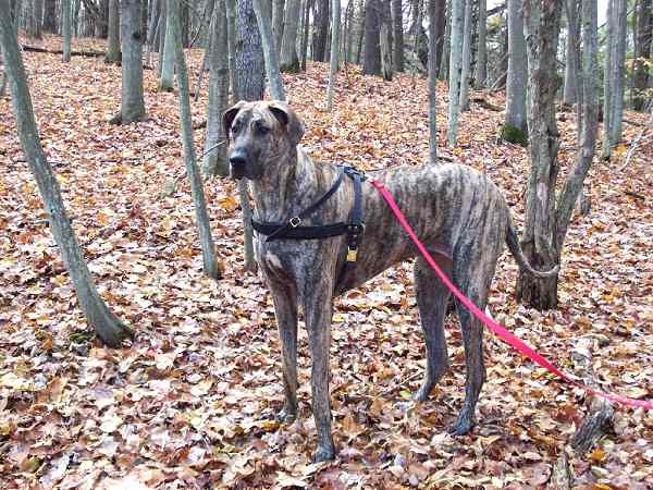 *Olivia wearing our exclusive Tracking / Pulling / Agitation Leather Harness for big dog Great Dane H5