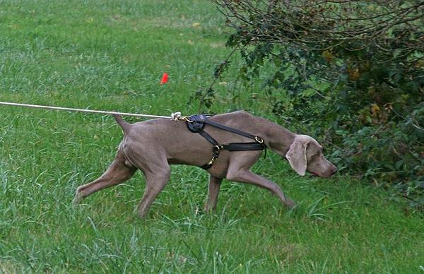 Super Light Leather Dog Pulling Training Harness for Weimaraner and Other Similar Breeds
