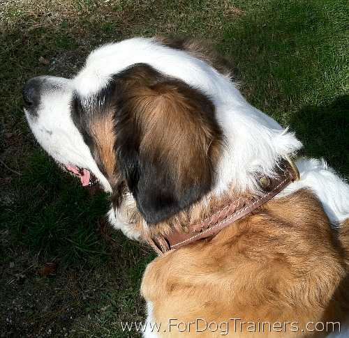 *Loxley looking Gorgeous in our 2 Ply Leather Dog Collar - Special33brownBraided