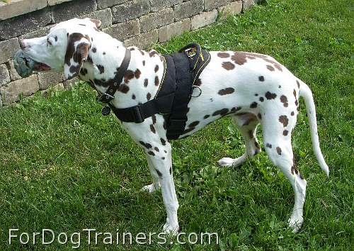 *Marcus Dalmatian looks Happy in his new All Weather Nylon dog harness for tracking / walking - H6_1