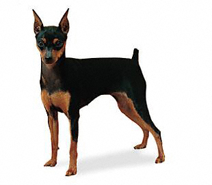 Miniature Pinscher Wire Basket Dog Muzzles Size Chart - Miniature Pinscher muzzle