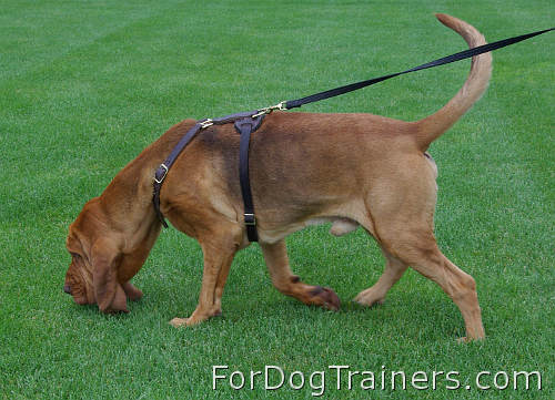 *Muldoon Bloodhound training in our Luxury handcrafted leather dog harness - H7