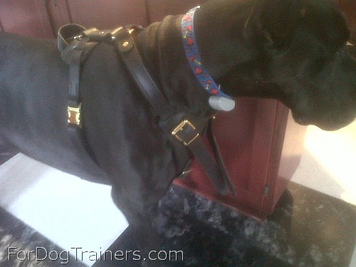 *Nelson Great Dane Looking Handsome in his Agitation / Protection / Attack Leather Dog Harness - H1_11