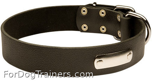 dog collar with ID  plate