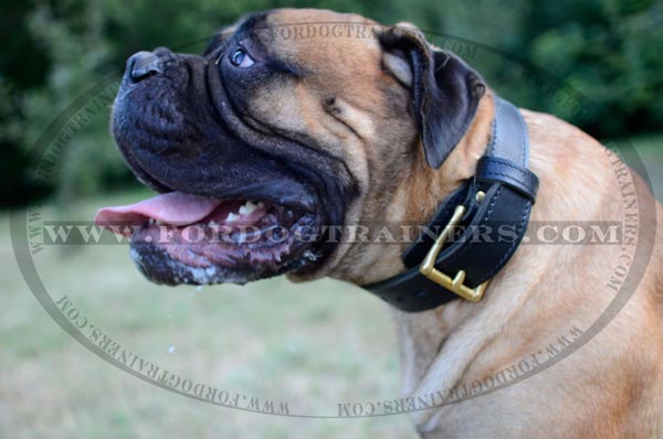 Bullmastiff Dog Leather Collar with brass fittings