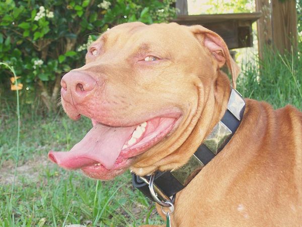 Gorgeous *Tuco is wearing our War Dog Leather Dog Collar - Like in the movies - c83