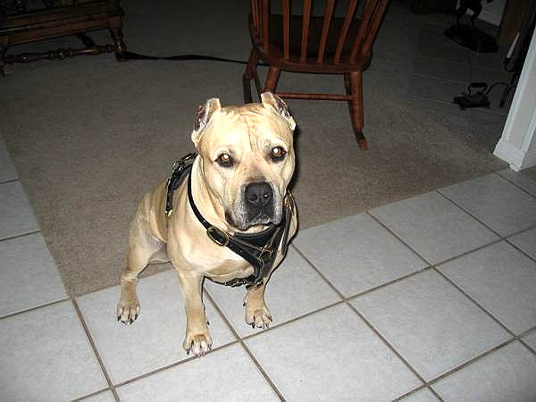 Great looking Pitbull in our Luxury Handcrafted Leather Dog Harness