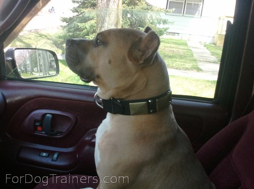 *Buddy looks awesome in Gorgeous War Dog Leather Collar - C85 (old brass massive plates +2 nickel pyramids)