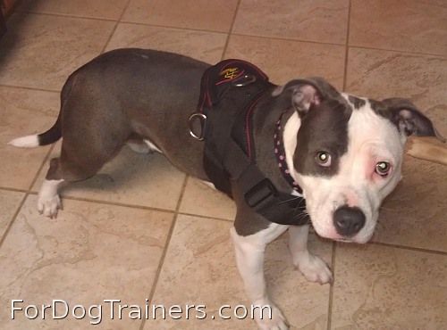 Missy is adorable in All-Weather dog harness specially designed for Pitbulls