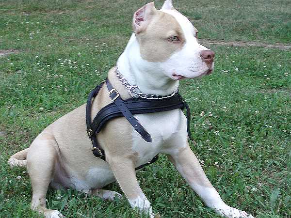 Easy Adjustable Strong Leather Dog Harness for Pitbulls - No Pull Harness