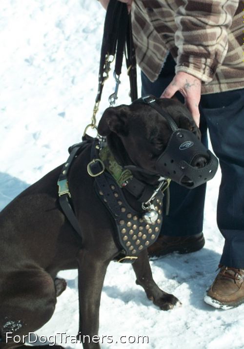 Pitbull from Canada has exquisite Studded leather dog harness
