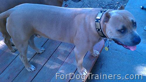 Leather Pitbull Collar Decorated in War Style