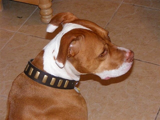 *Kona wearing our exclusive Wide Leather Dog Collar - Fashion Exclusive Design-Special33plates