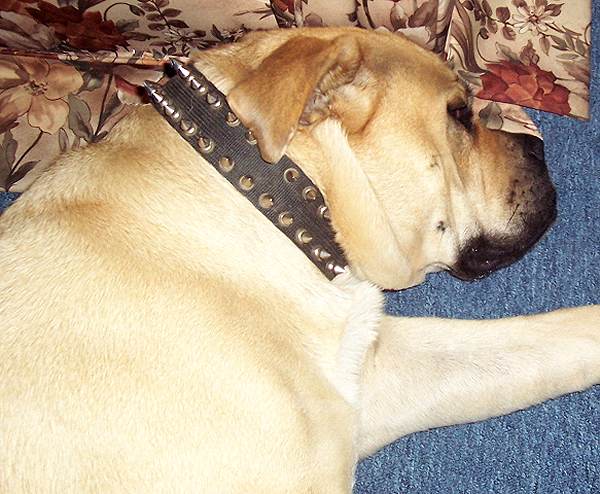 Black Nylon Spiked Dog Collar