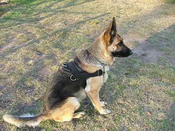 Any Weather Nylon Canine Harness with Heavy Duty Handle for Tracking, Training and Walking