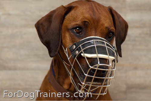 This basket muzzle totally fits Maya