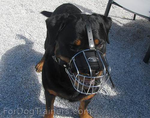 *Ares loves new Basket Dog Muzzle (All Sizes)