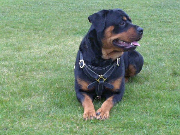 Padded Leather Dog Harness for Daily Walking, Training and Attack Work for Rottweiler and Other Large Breeds
