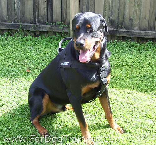 Rottweiler *Savage looking good in better control everyday all weather dog harness - H17
