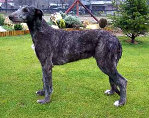 Scottish Deerhound Wire Basket Dog Muzzles Size Chart - Scottish Deerhound muzzle