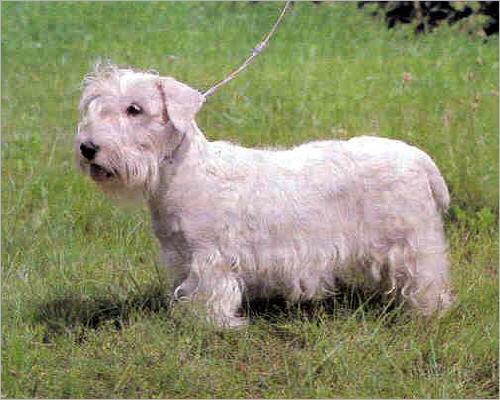 Sealyham Terrier Wire Basket Dog Muzzles Size Chart - Sealyham Terrier muzzle