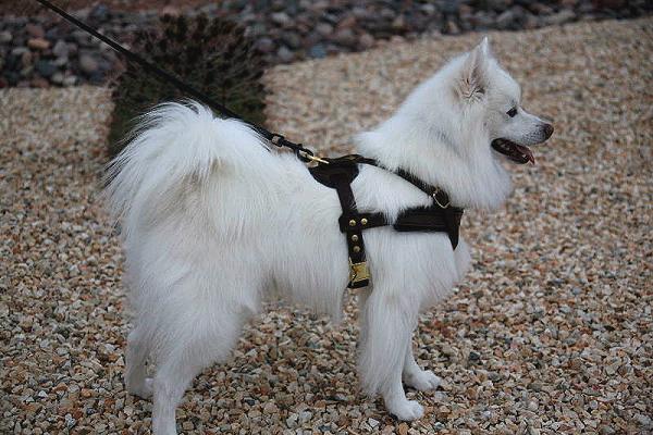 Tracking / Pulling / Agitation Leather Dog Harness For dog H5