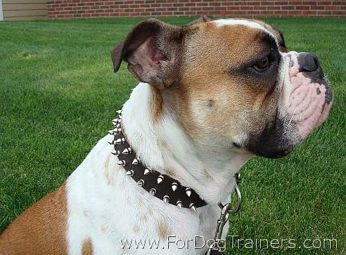 *Tank English Bulldog looks wonderful in Leather Spiked Dog Collar - s33
