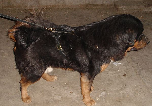 Agitation / Protection / Attack Leather Dog Harness - H1_10