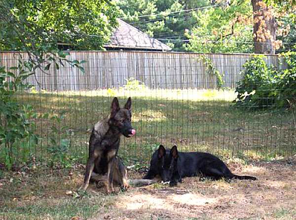 Agitation / Protection / Attack Leather Dog Harness - H1_7