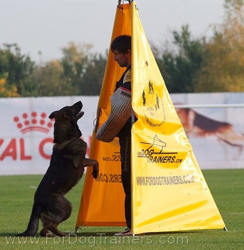 Schutzhund training standart blind