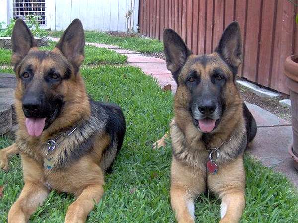 German Shepherd Chrome Plated Steel Fur Saver Dog Collar 4 mm width