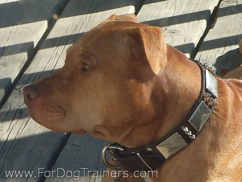 *Zeus looking Gorgeous wearing War Leather Dog Collar - C84 (old brass massive plates +3 nickel spikes)40% DISCOUNT
