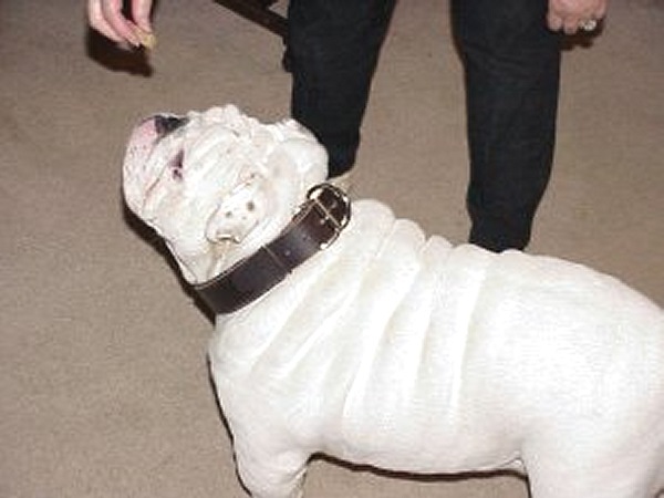 Padded Leather dog collar 1 inch 25 mm wide