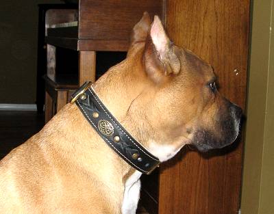 *Bella looks great in our Royal Nappa Padded Hand Made Leather Dog Collar - Fashion Exclusive Design - code C43