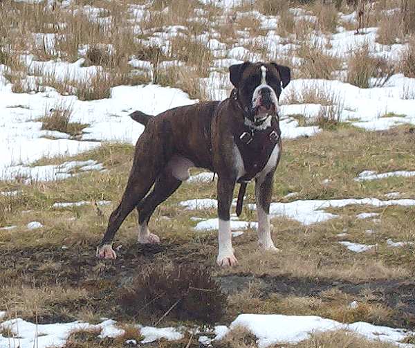 *Archie wearing our Agitation / Protection / Attack Leather Dog Harness H1_1