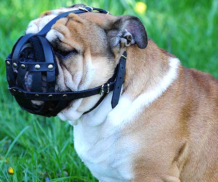 Everyday Light Weight Super Ventilation English Bulldog muzzle - product code M41