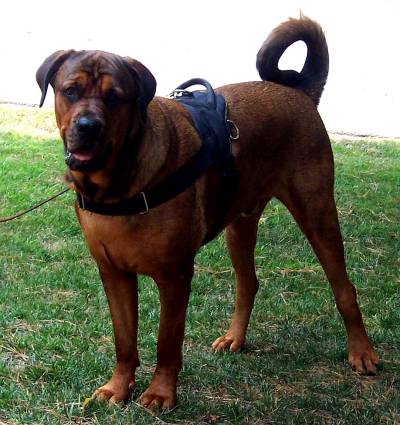 Handsome *Diezel with our All Weather Extra Strong Nylon Harness on