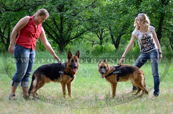 therapy dog harness