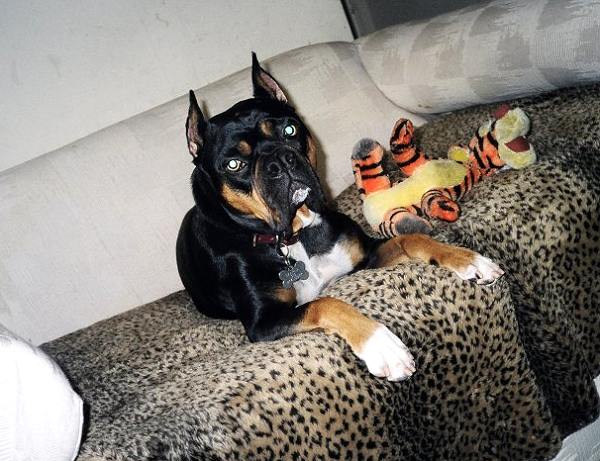 Leather dog collar - c4_1