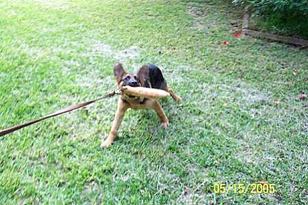 Dog bite tag ( dog bite tug ) made of jute - TEjute3_1