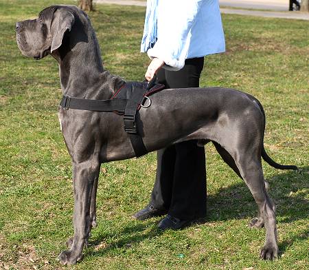 All Weather dog harness for tracking / pulling Designed to fit Great Dane