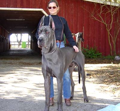 Great Dane Wire Basket Dog Muzzles Size Chart - Great Dane muzzle - Happy William and owner Margo on the picture