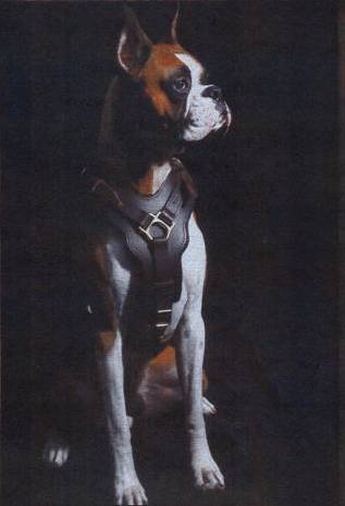 Gorgeous *Duke wearing our Exclusive Luxury Handcrafted Padded Leather Dog Harness