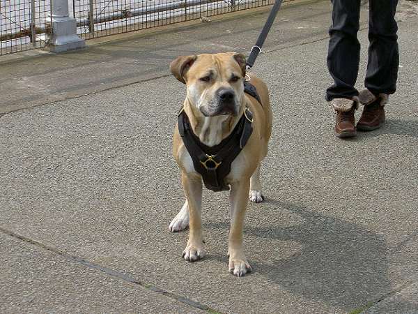 Designer Padded Leather Pitbull Harness for Daily Walking and Training