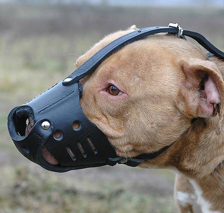 Padded Leather Pitbull Muzzle for Everyday Use